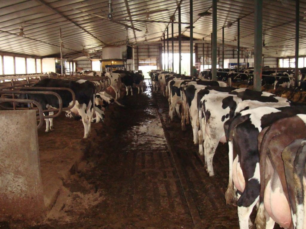Cattle in barn