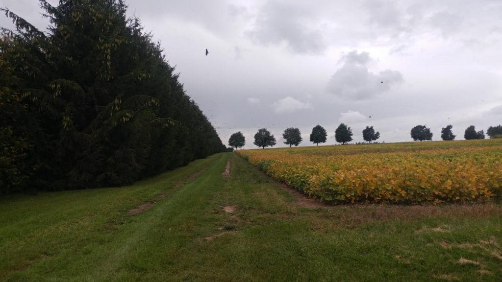 Hedgerow & soy field