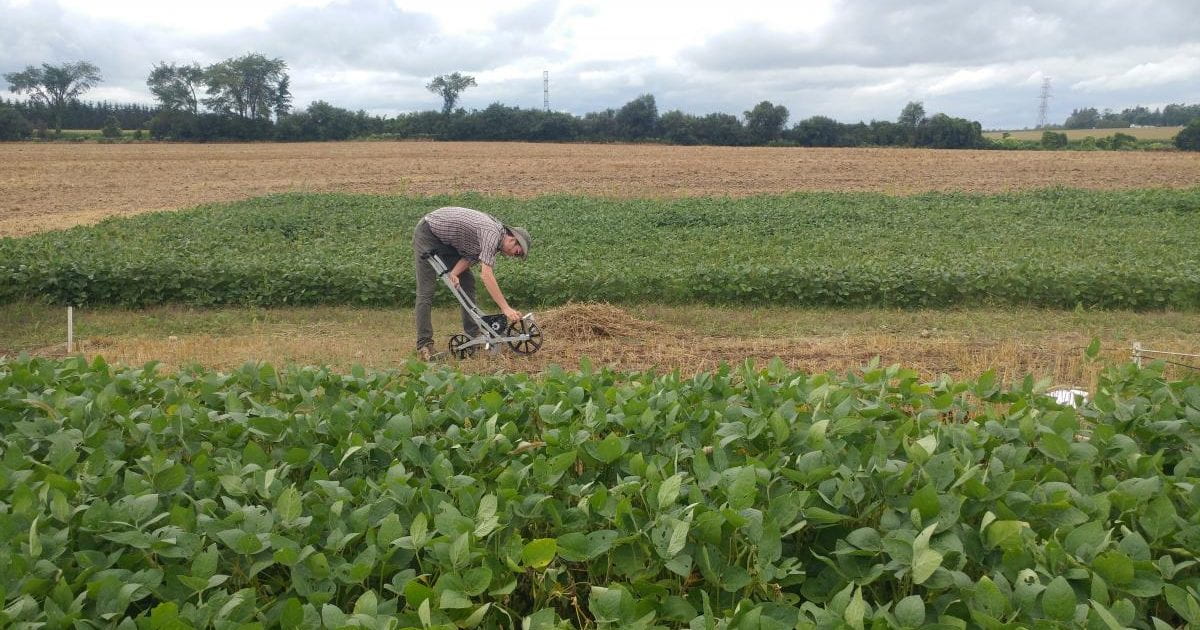 Working in a soy field